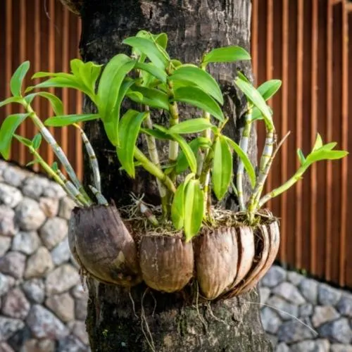 Trồng Lan Bằng Băng Vỏ Dừa