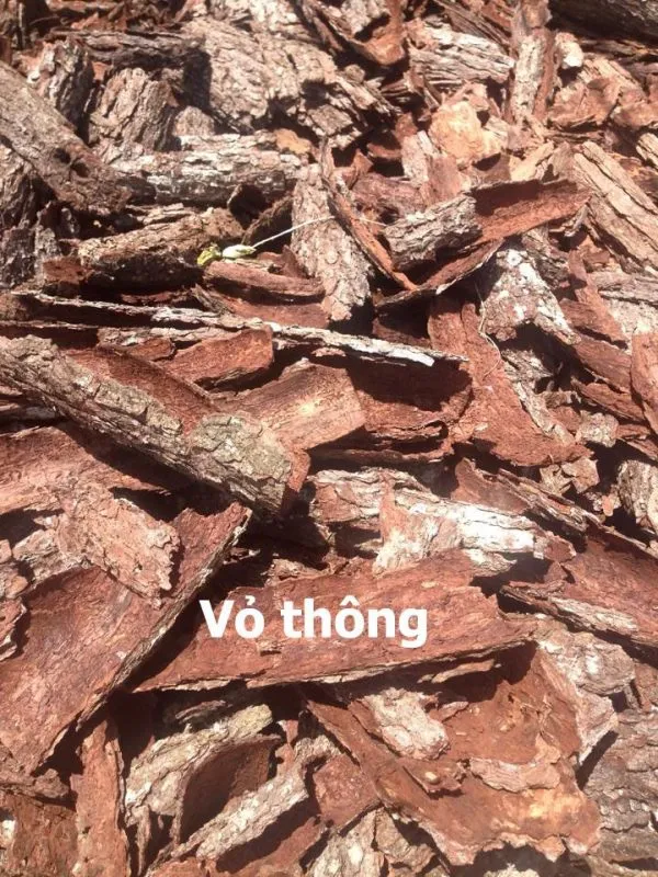 Vỏ thông vừa được bóc khỏi cây thân để làm giá thể trồng lan