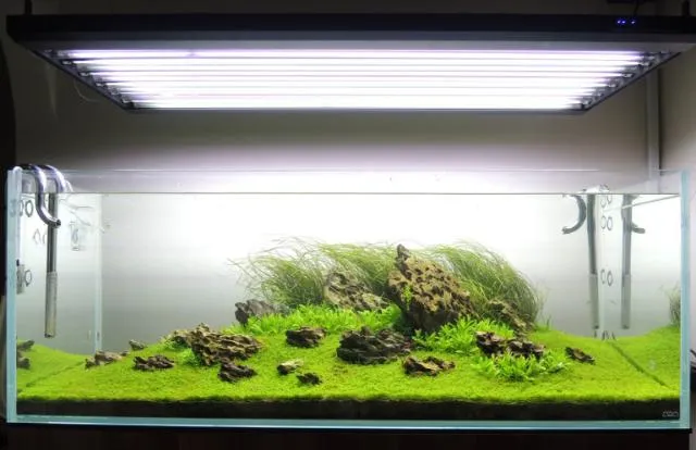 Vũ Aqua cung cấp cây sao nhỏ và nhiều loại bể cá thủy sinh hoàn chỉnh