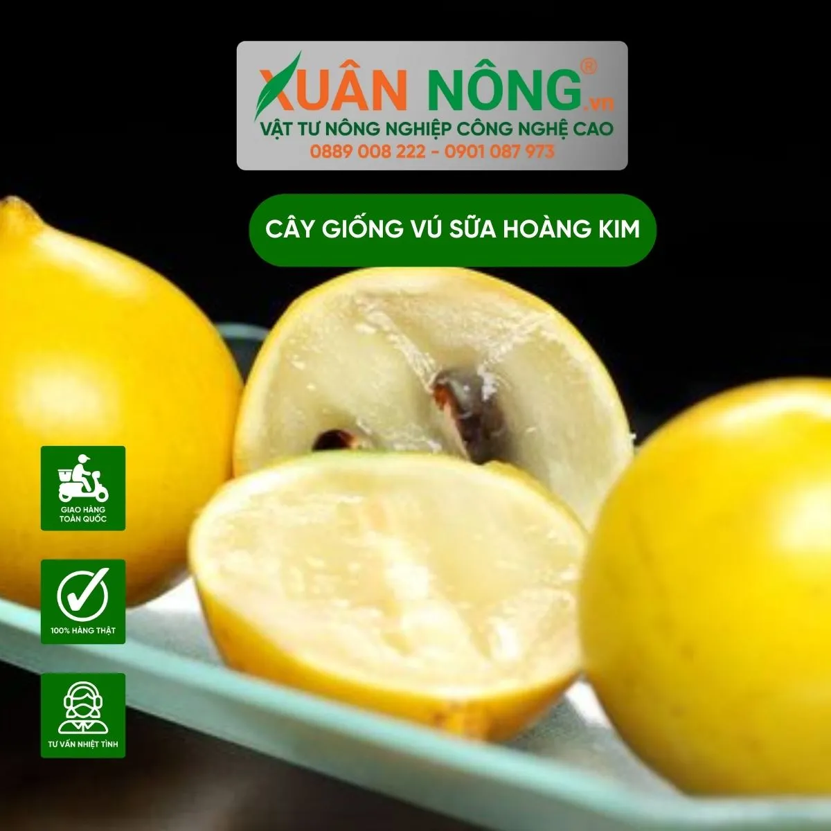 Trái vú sữa hoàng kim đang phát triển trên cây