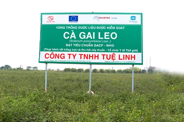 Cánh đồng Cà gai leo đang được trồng theo quy trình chuẩn hóa GACP