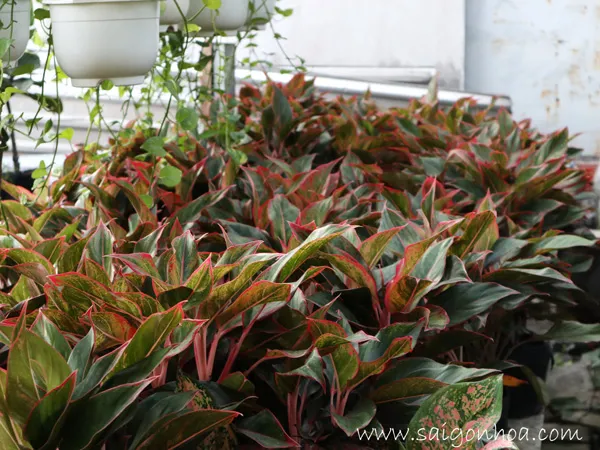 Tổng quan khu vườn với nhiều chậu cây phú quý xanh tốt