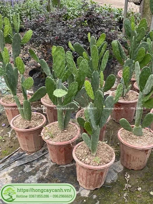 Khu vườn cây xương rồng tai thỏ được trồng ngoài trời, tạo cảnh quan sa mạc