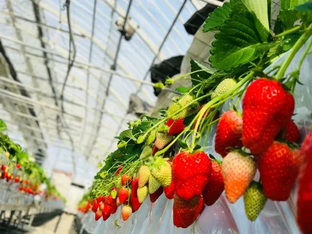 Vườn dâu Nhật tại Đà Lạt với những trái dâu chín mọng trên giàn