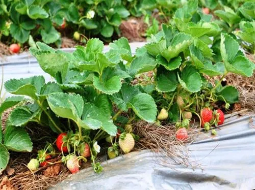 Vườn dâu tây với cây khỏe mạnh và quả chín mọng, thể hiện kỹ thuật trồng dâu tây ở xứ nóng thành công