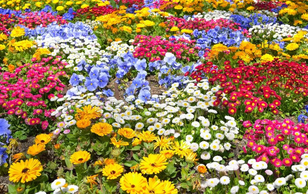 Cách Trồng Hoa Cúc Bằng Hạt: Hướng Dẫn Chi Tiết A-Z Cho Người Mới Bắt Đầu