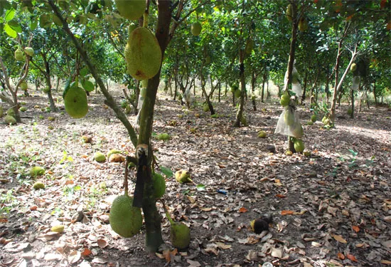 Vườn mít Thái đã cho thu hoạch năng suất cao