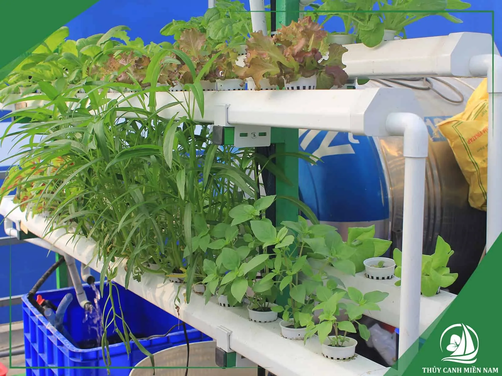 Vườn rau thủy canh trên sân thượng đẹp