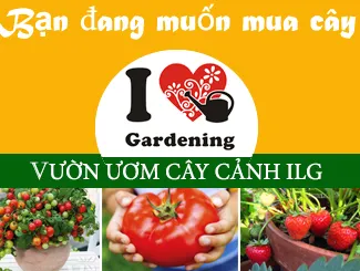 Vườn ươm cây cảnh và cây hoa địa lan