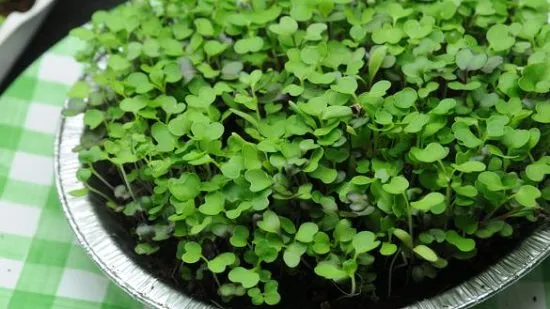 Kiểm tra độ pH của đất trồng là bước quan trọng trong cách trồng các loại rau mầm