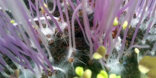 Các vấn đề thường gặp như nấm mốc và lá vàng khi thực hiện cách trồng các loại rau mầm