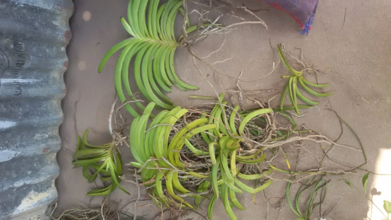 Lan Hải Yến Rhynchostylis coelestis với phát hoa màu xanh lam và trắng