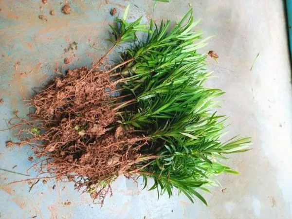 Kỹ thuật giâm cành cây thông đỏ để nhân giống vô tính