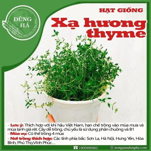 Mầm cỏ xạ hương (Thyme) non cần được chăm sóc đặc biệt để phát triển khỏe mạnh
