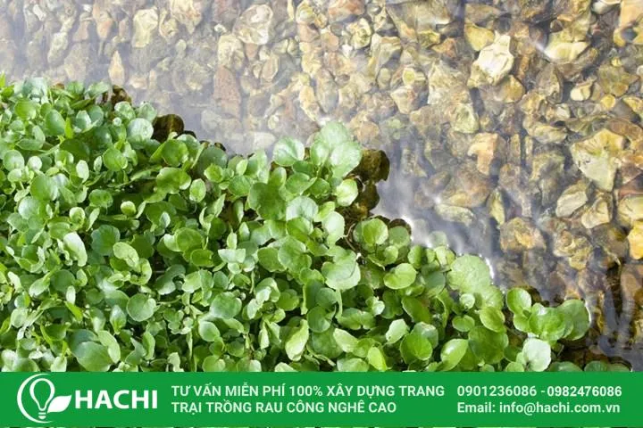 Quy trình trồng xà lách xoong thủy sinh đơn giản tại nhà