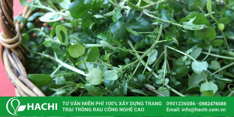 Cây xà lách xoong Nhật đạt tiêu chuẩn chiều cao thu hoạch (15-20 cm)