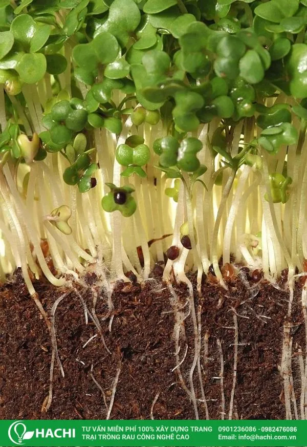Cây con xà lách xoong Nhật đạt tiêu chuẩn chuyển trồng thủy canh