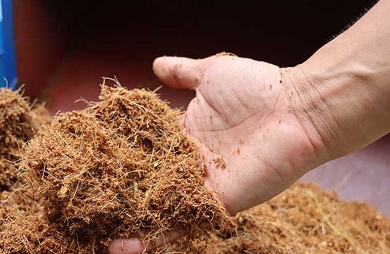 Cách Xử Lý Giá Thể Xơ Dừa Trồng Lan Hiệu Quả Loại Bỏ Tanin Và Lignin