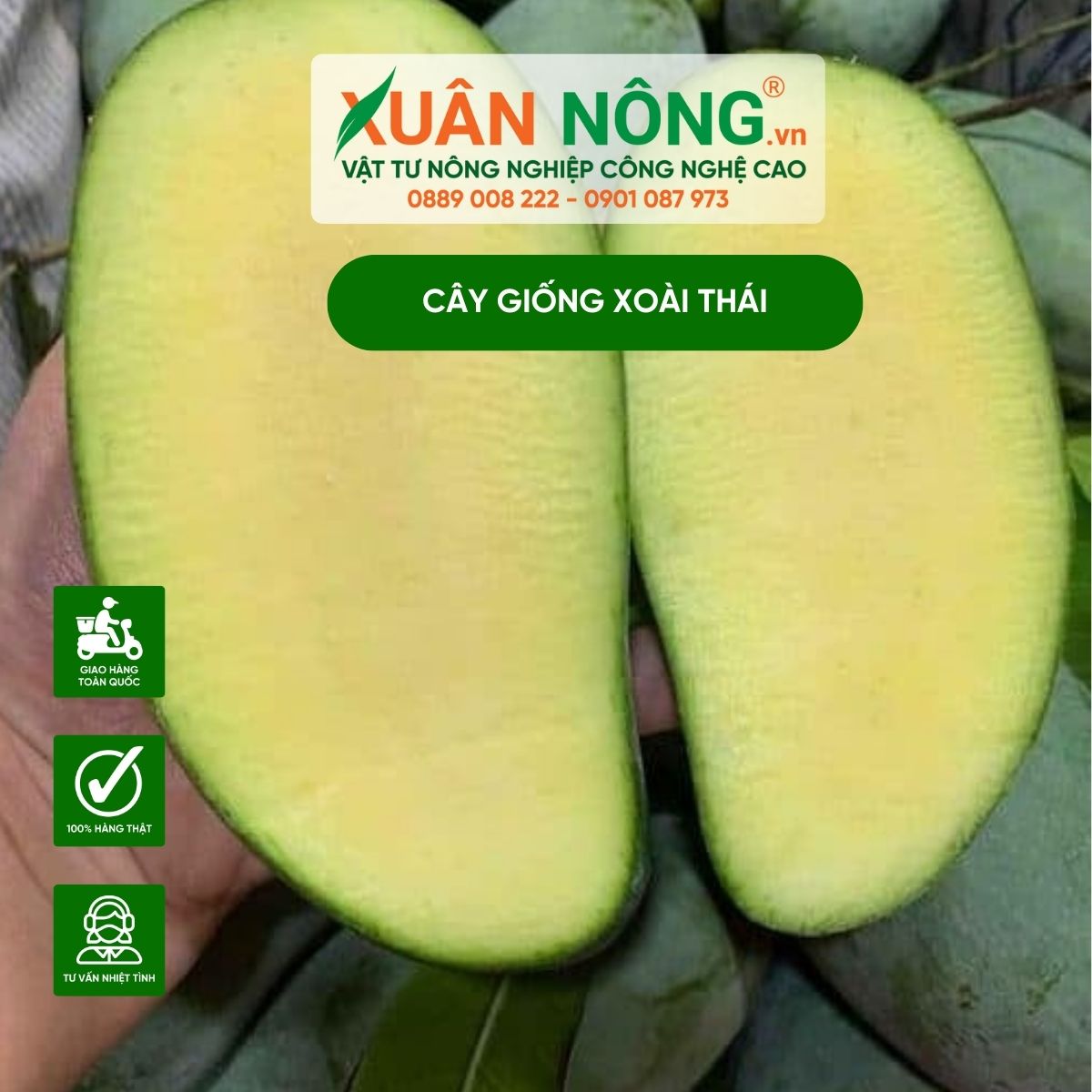 Cách Trồng Và Chăm Sóc Cây Ổi Đạt Chuẩn Kỹ Thuật Năng Suất Vượt Trội Cách Trồng Và Chăm Sóc Cây Ổi Đạt Chuẩn Kỹ Thuật Năng Suất Vượt Trội