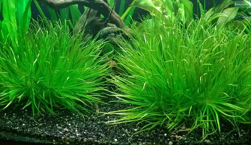 Giải pháp khắc phục tình trạng rêu hại và vàng lá khi trồng cỏ Nhật thủy sinh