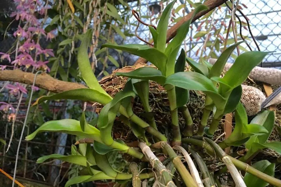 Kỹ thuật xử lý gốc và thân cây giống trước khi trồng lan Phi Điệp