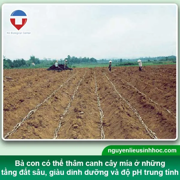 Đất trồng mía cần có độ thoát nước và tơi xốp, độ pH trung tính