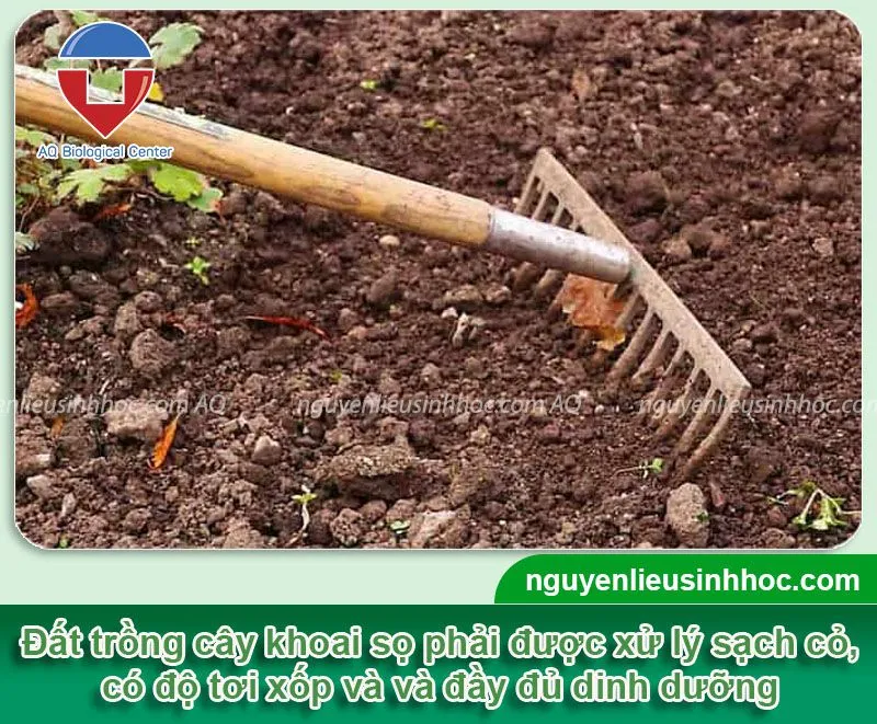 Kỹ Thuật Trồng Khoai Sọ Tại Nhà Đơn Giản Cho Năng Suất Cao Và Củ Lớn