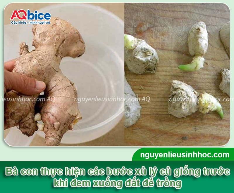 Cách Trồng Gừng Trong Bao Xi Măng: Kỹ Thuật Đạt Năng Suất Cao