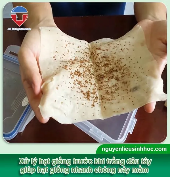 Quá trình ngâm hạt dâu tây trong nước ấm trước khi gieo