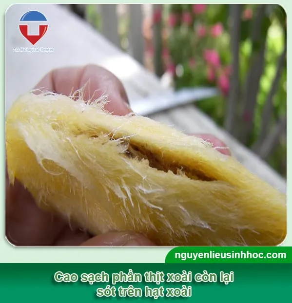 Xử lý hạt xoài trước khi trồng để tăng tỷ lệ nảy mầm