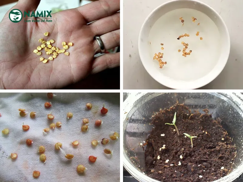 Quy trình ngâm và ủ hạt giống ớt trước khi thực hiện cách trồng ớt bằng hạt
