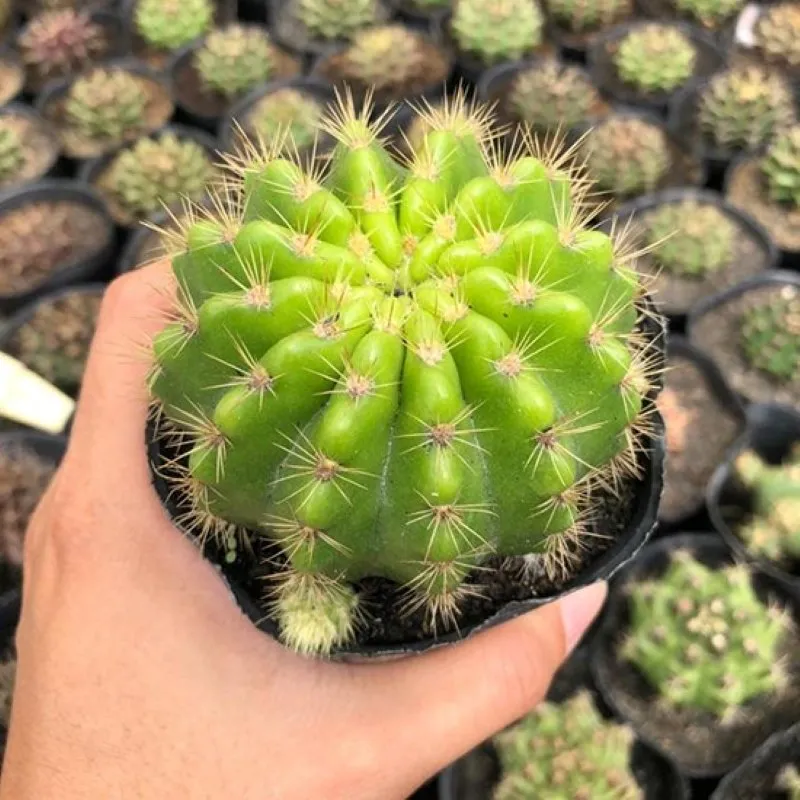 Xương rồng bí xanh