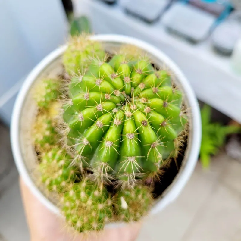 Xương rồng bí xanh