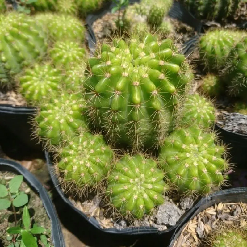 Xương rồng bí xanh