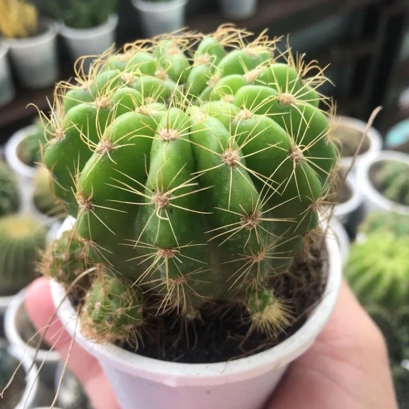 Xương rồng bí xanh