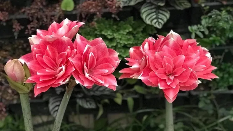 Giới thiệu về hoa lan huệ