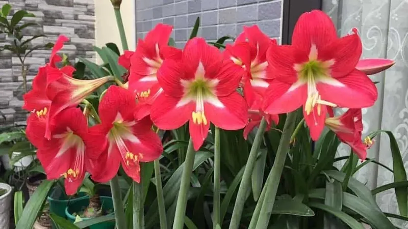 Đặc điểm hoa lan huệ