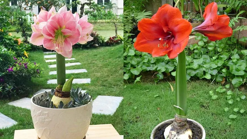 Mua hoa lan huệ ở đâu? Giá bao nhiêu?