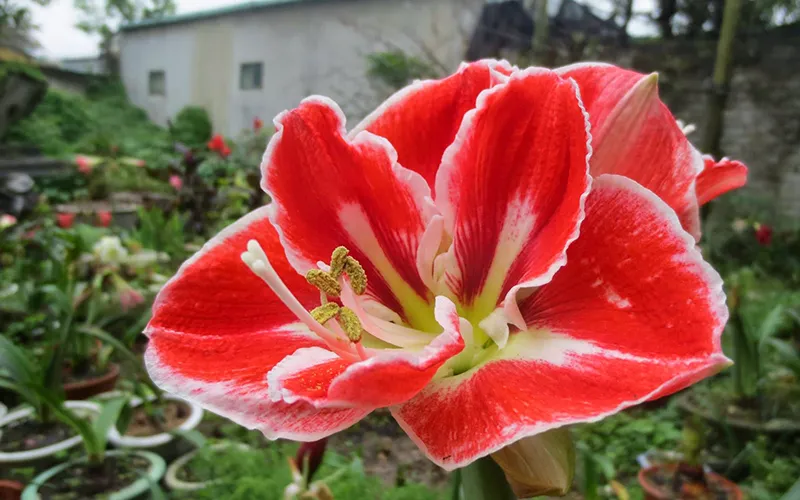 Amaryllis - Lan Huệ: Samba