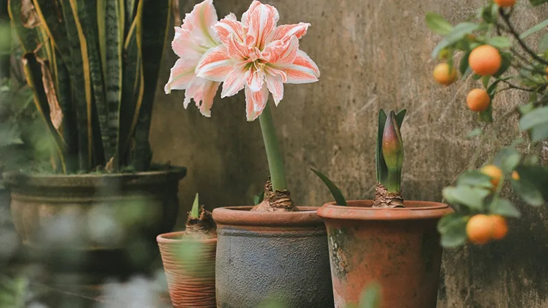 Hoa Lan Huệ đẹp