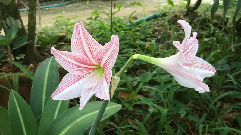 Cây hoa Lan Huệ sắc hồng