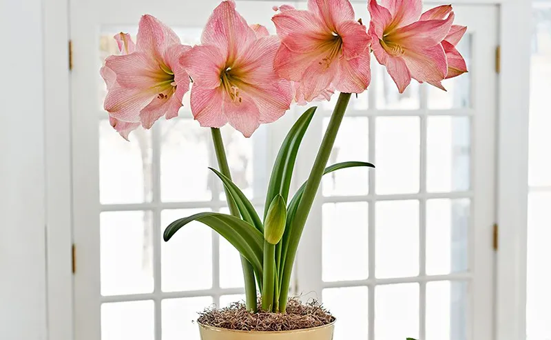 Hoa Lan Huệ không cần phải tưới nước thường xuyên