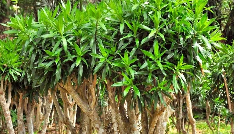 Cây Trúc Bách Hách Phất Dụ