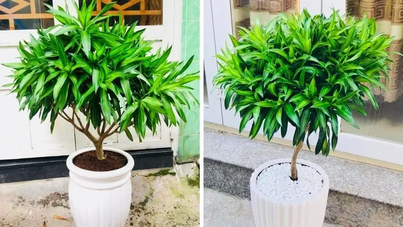 Trúc Bách Hợp được ứng dụng rộng rãi trong trang trí nội thất và tiểu cảnh