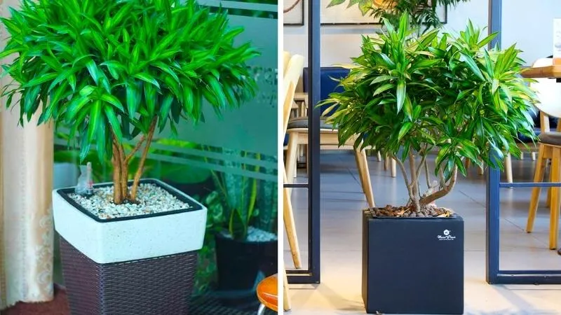 Ý nghĩa phong thủy của cây Trúc Bách Hợp mang lại may mắn, tài lộc