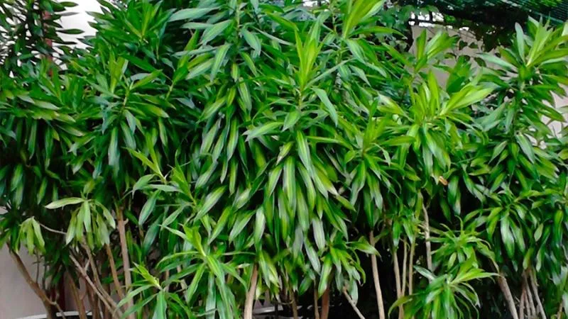 Cách trồng và chăm sóc cây Trúc Bách Hợp cần chú ý tới ánh sáng và nước