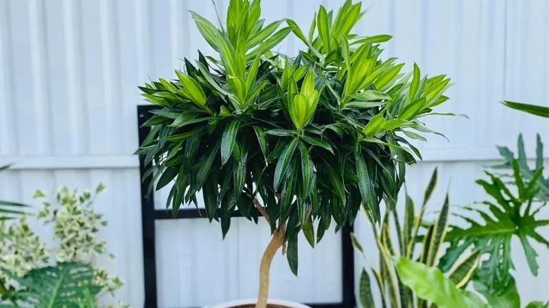 Chăm sóc cây Trúc Bách Hợp đúng kỹ thuật để cây luôn xanh tốt