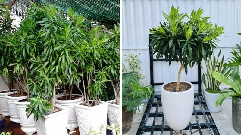 Cây Trúc Bách Hợp thường được trồng thành cụm để tạo cảnh quan đẹp mắt