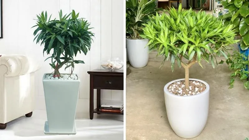 Cây Trúc Bách Hợp nhỏ trồng trong chậu thủy tinh