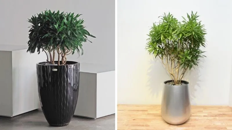 Góc chụp cận cảnh lá cây Trúc Bách Hợp